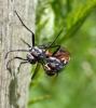 Cylindromyia bicolor